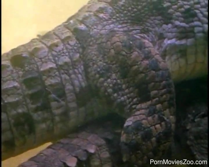 Scary alligators are having passionate sex underwater