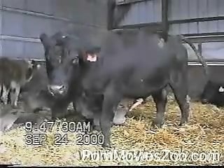 Bull Xxx To Cow - Horny bull-calf's cock is getting harder and harder