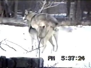 Two wolves are fucking outdoors in the snow