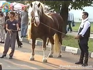 Beautiful horse is getting horny and hard during a fair