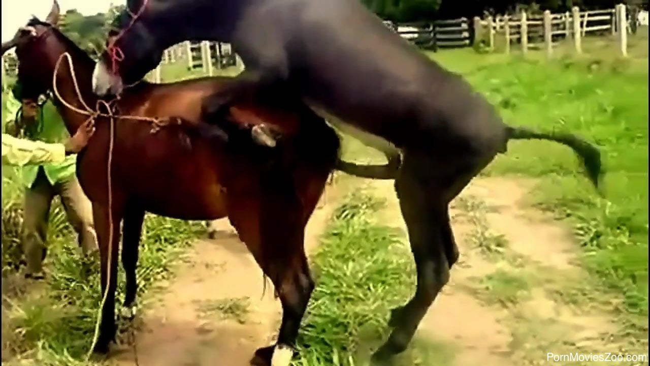 1280px x 720px - Compilation of horny donkeys having a wild sex