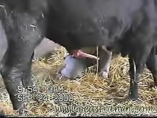 Kinky farmer is jerking off that huge bull's cock