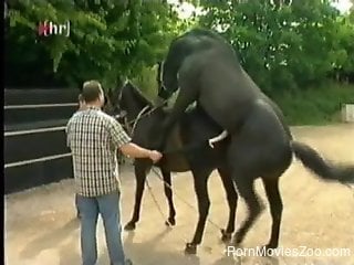 Black horses having a wild sex in front of the people