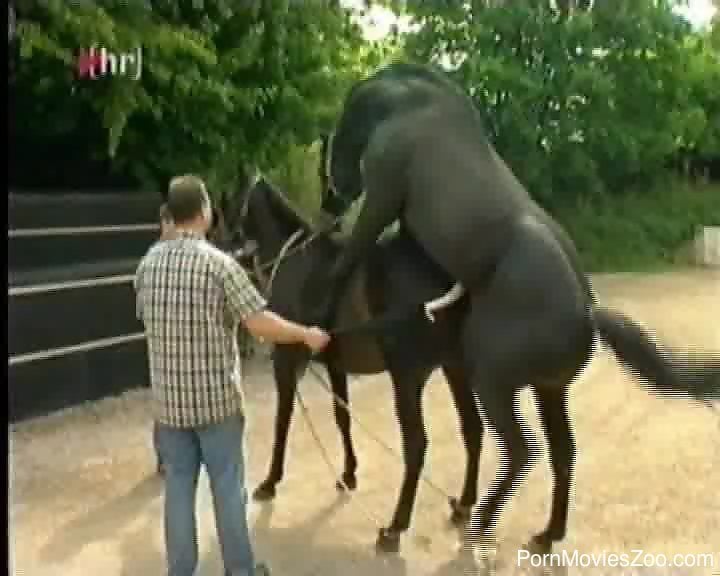 Sexy Black Porn Horse - Black horses having a wild sex in front of the people
