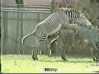 Zebra Hot Sex Vides - Two wild and sexy zebras are fucking outdoors