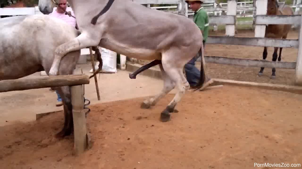 Donkey Fucking Horse - Kinky donkey is fucking a beautiful horse from behind