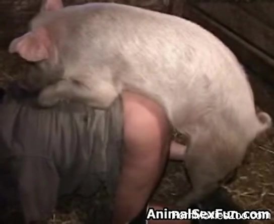 Japanese Pig Fuck - Huge pig is fucking this horny zoophile in the ass