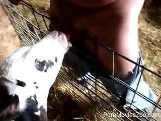 Gentle and nice blowjob from a cute small calf