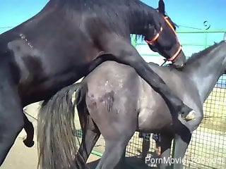 Horny black horse is having an intercourse wit its GF