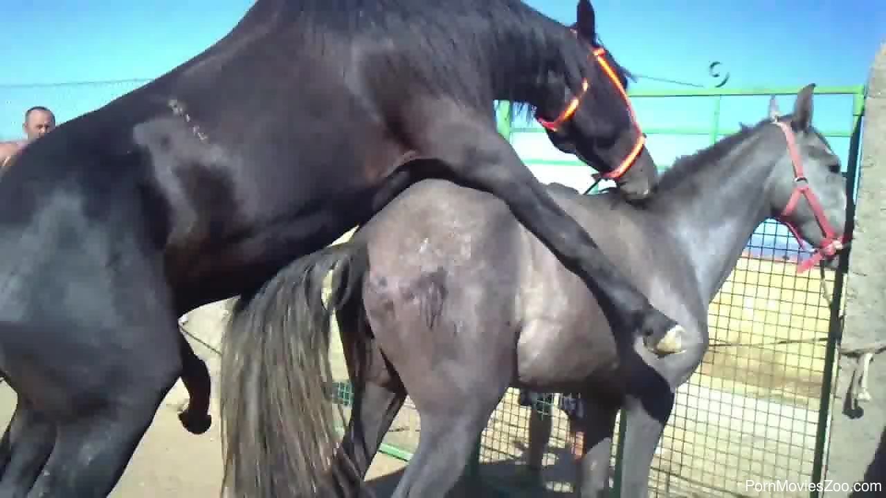 Horse Sex Porn Intercores - Horny black horse is having an intercourse wit its GF