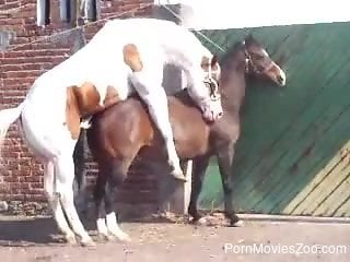 Outdoor horse fucking sex tape for zoophilia lovers