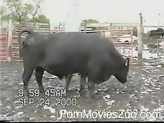 Animal Foking - Big-dicked bull showing off his goodies on camera