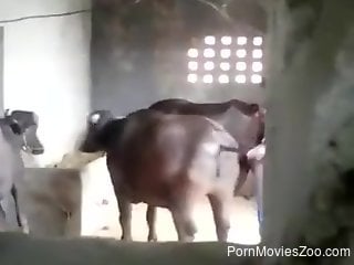 Horny dude sticks his dick into a cow's very warm vagina
