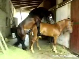 Stallions fucking drive horny zoophilia lover to crave for sex
