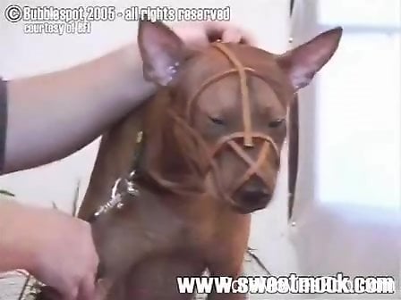 Dog Scat Porn - Asian whore in rough scat scenes of brutal zoophilia