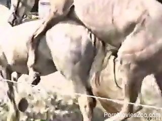 Scenes of classic zoophilia with a guy and his horse