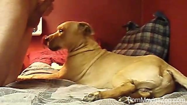 Dog licks master's dick while the man tapes himself jerking off