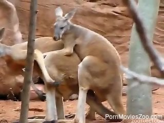 Kangaroos fucking makes the horny zoo porn lover to crave
