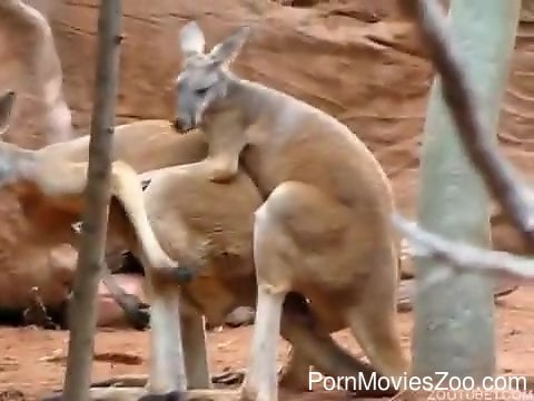 Kangaroo Porn