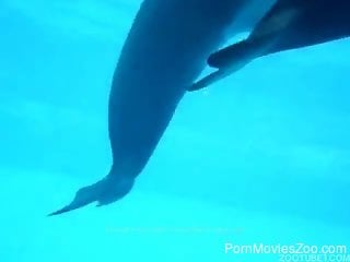 Underwater teasing XXX scenes with a pair of horny dolphins