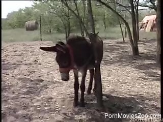 Outdoor fucking video with deranged sluts and animals