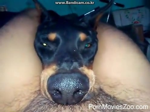 496px x 372px - Sexy dog chokes on a thick penis in a POV porno movie