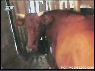Horny dude feels like deep fucking this cow and filming him...