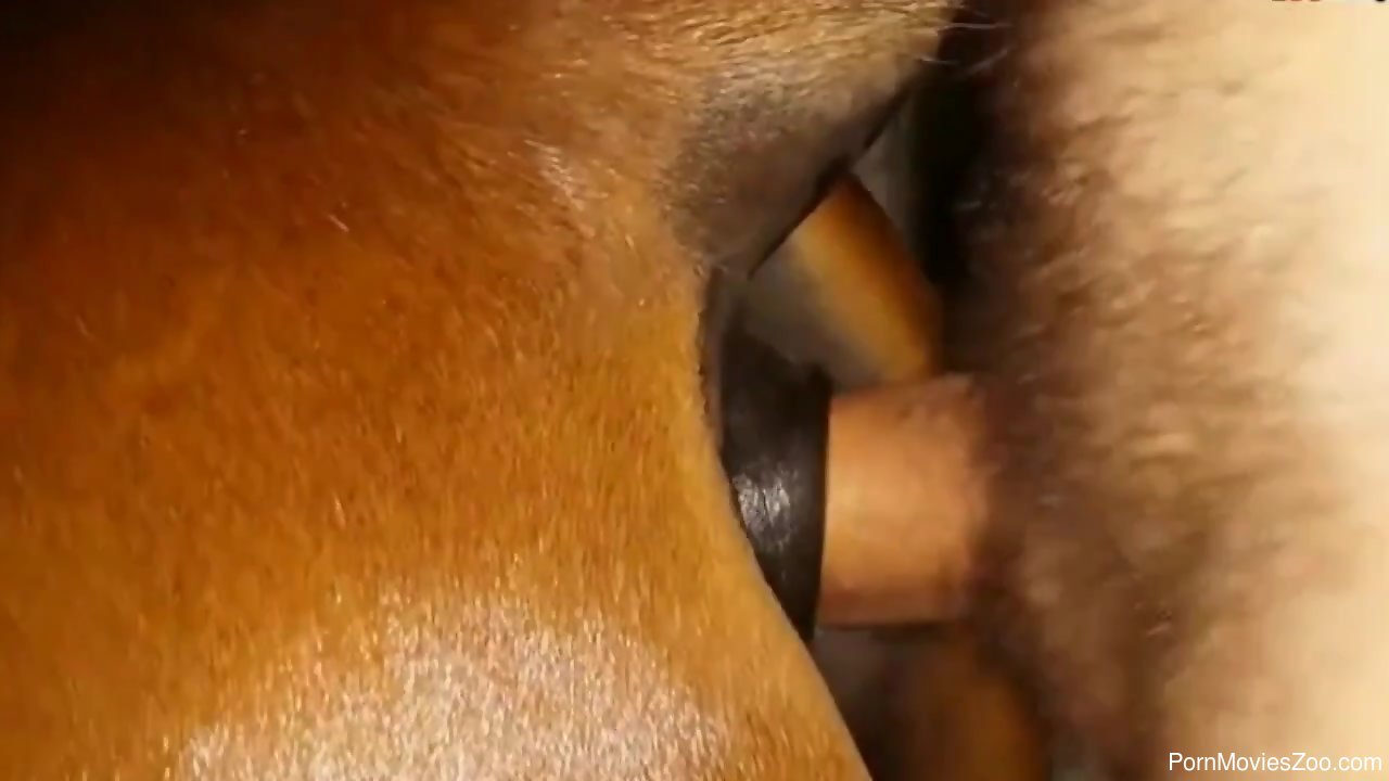 Hot mare getting fucked deliciously from behind