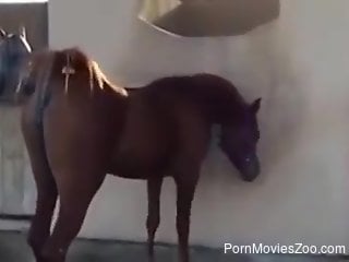 Brown mare showing its pussy prior to wild fucking