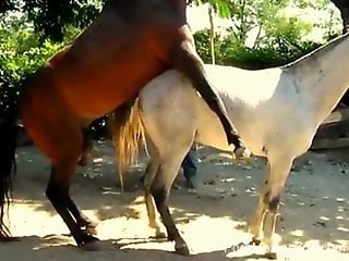 Brown stallion pounding a white mare with its HUGE cock