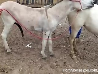 Pale mare getting fucked from behind by a stallion
