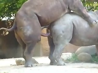 Two rhinos fucking like crazy in an outdoor video