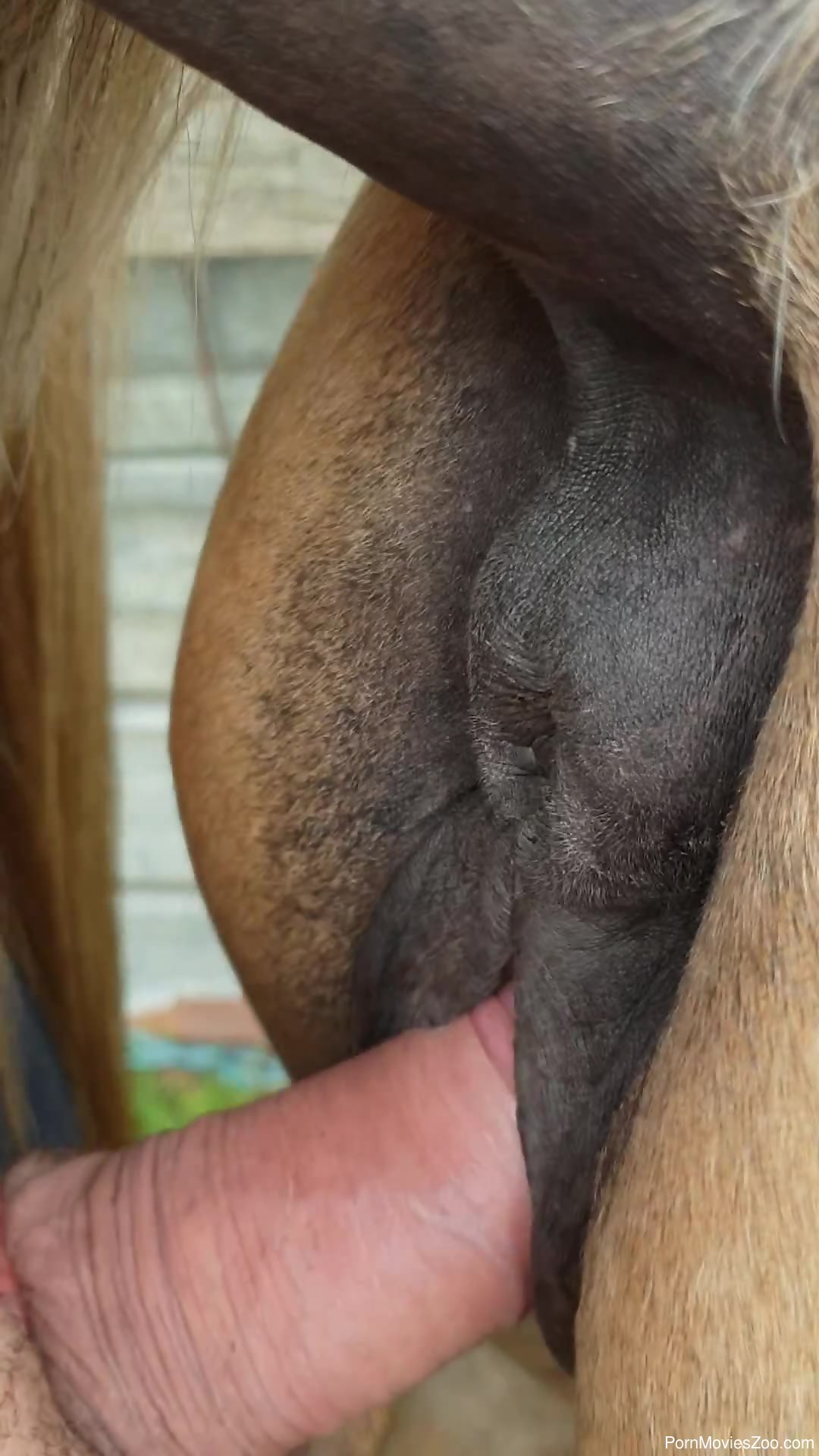 Man Fucking Horse Pussy - Juicy horse pussy is just like a fucking magnet