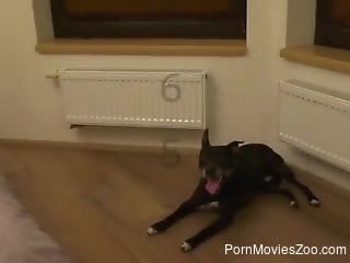 Black mutt is banging that delicious pussy on a bed