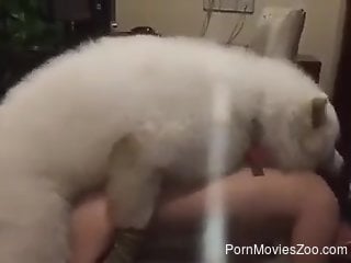 Hot brunette getting fucked eagerly by a white dog