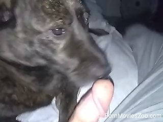 Dude's hairy cock is the best treat for a doggo