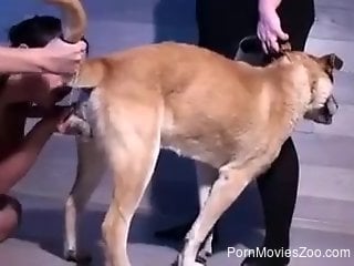 Hot bitch sucks a hard dog cock with ass showing