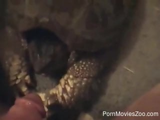 Turtle pleasuring the dude's dick in a POV video