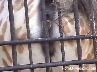 Horse is pressing its pussy against the bars