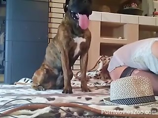 Nude slut involves curious dog in her solo home play