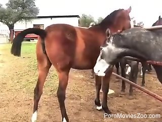 Big stallion at the farm makes horny zoophilia lover crave sex