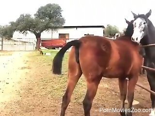 Big stallion at the farm makes horny zoophilia lover crave sex
