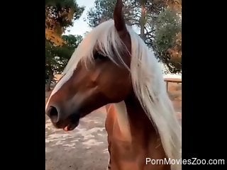 Women fool around with a horse dicks in their mouths