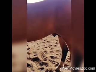 Women fool around with a horse dicks in their mouths