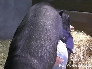 Masked model filmed at the farm trying hard sex with a pig
