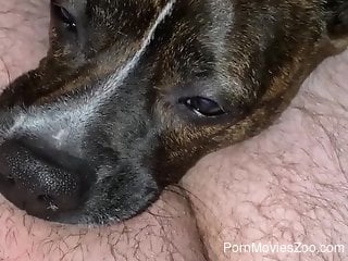 Dog engulfs man's big cock in energized zoophilia POV