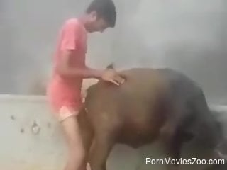 Horny dude wants to stick his erect dick in a cow's warm pussy