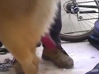 Jerking off two big dog dicks for your pleasure
