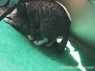 Two cats are fucking! Some incredible shit!