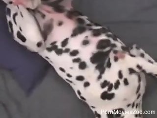 Fat zoophile is fucking his Dalmatian